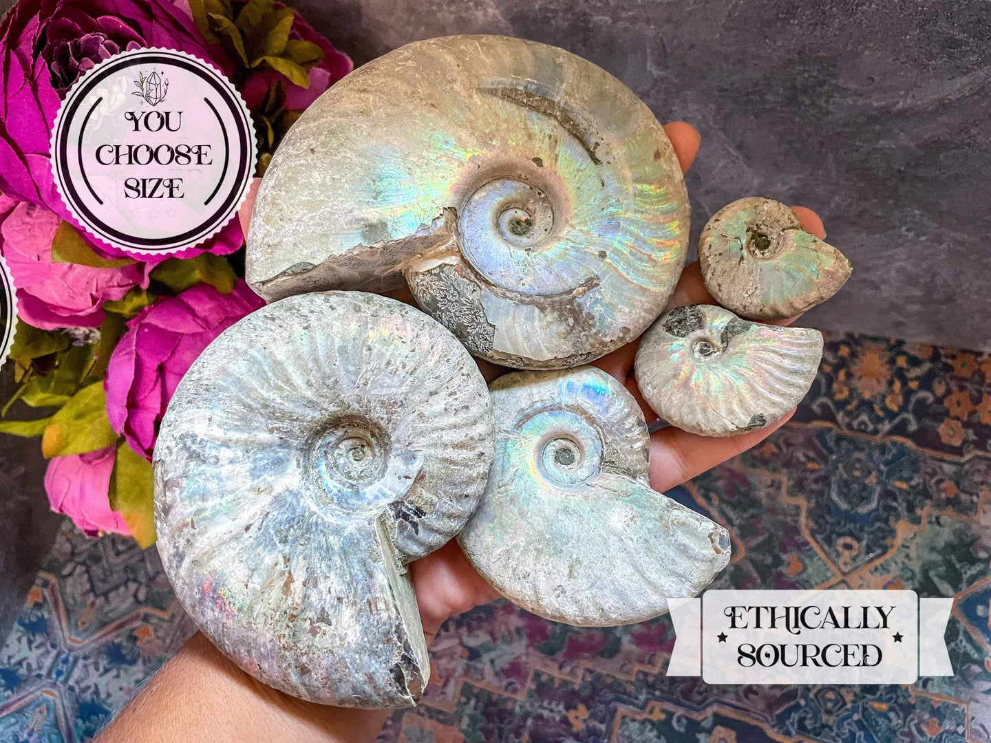 Ammonite Fossil with Rainbows - You Choose Size Beachy Decor