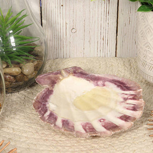 Lion Paw Shell | Lion's Paw Sea shells
