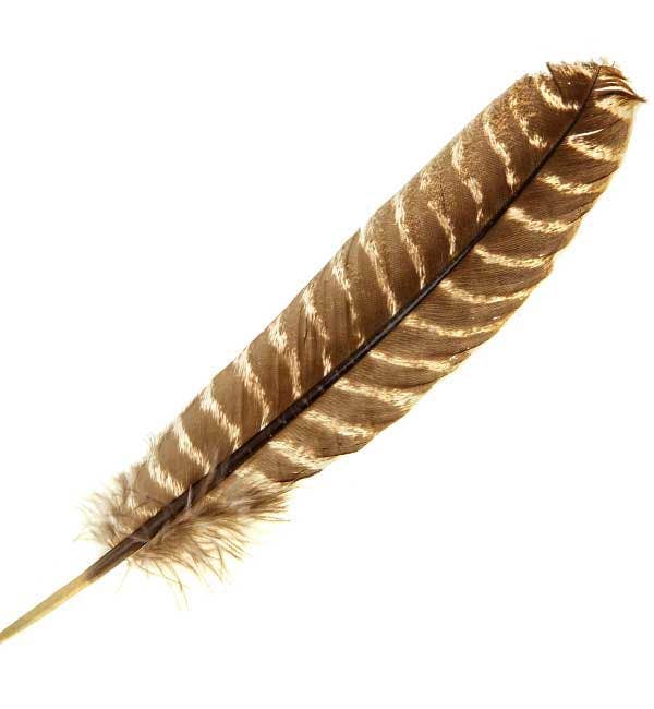 Smudging Turkey Feather